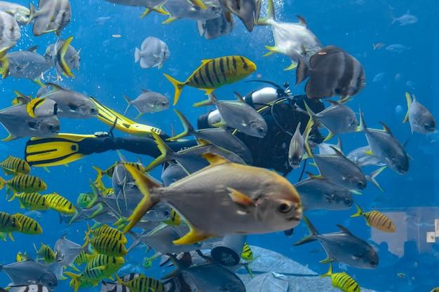 What is an example of competition in the ocean? 