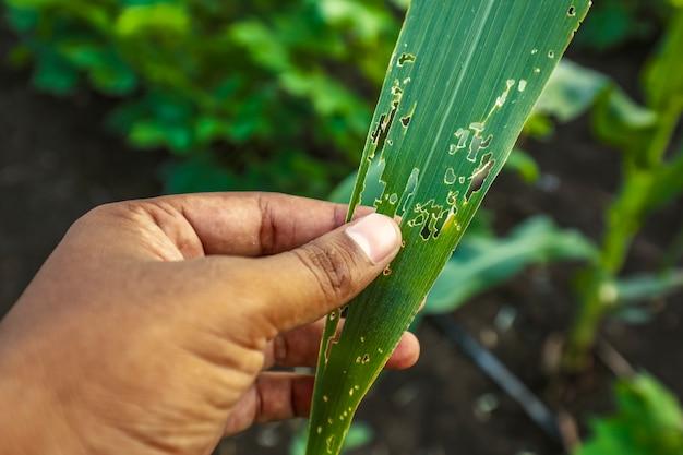 What is dew attack? 