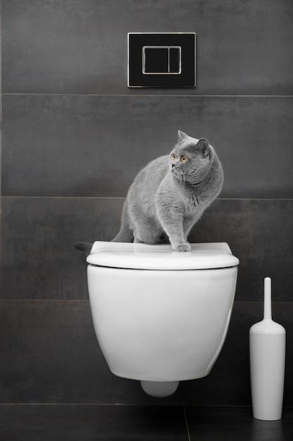 What is Pigeon Potty called in English? 