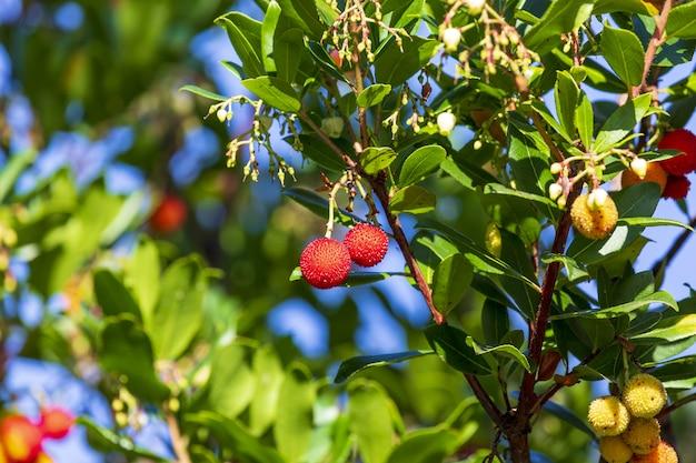 What is the difference between a mature fruit and a ripe fruit? 