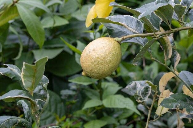 What is the difference between a mature fruit and a ripe fruit? 