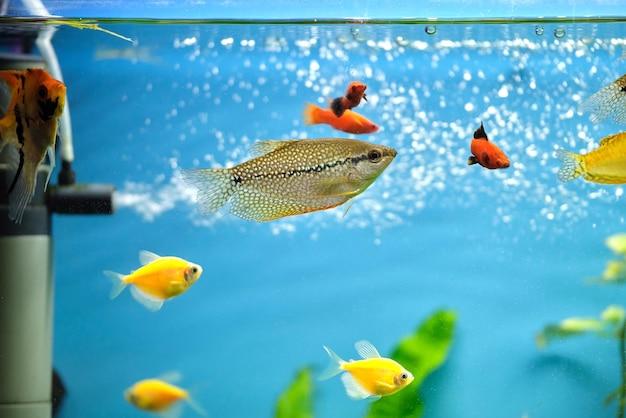 What is the difference between cold water fish and warm water fish? 