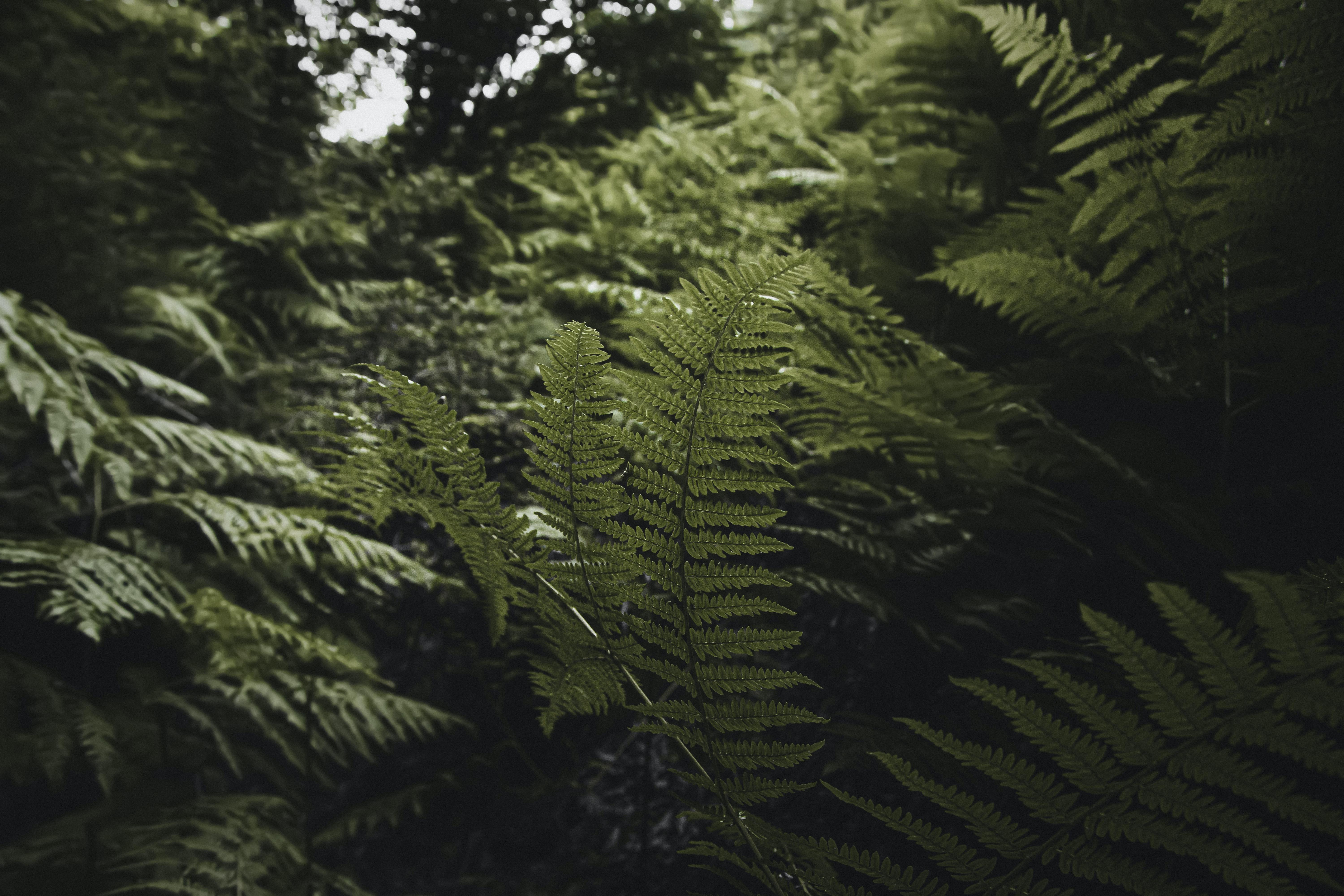 What is the difference between mosses and ferns? 