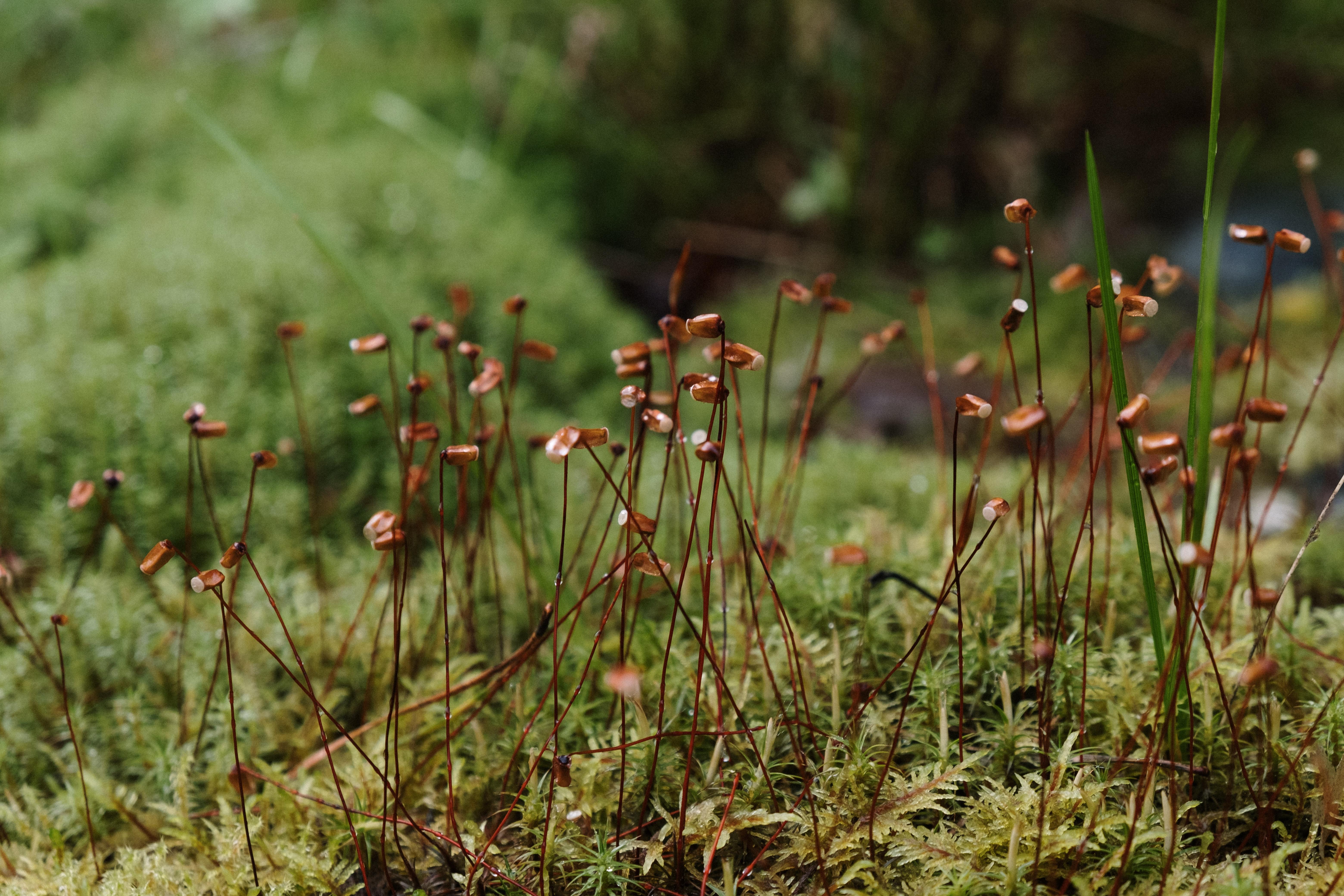 What is the difference between mosses and ferns? 