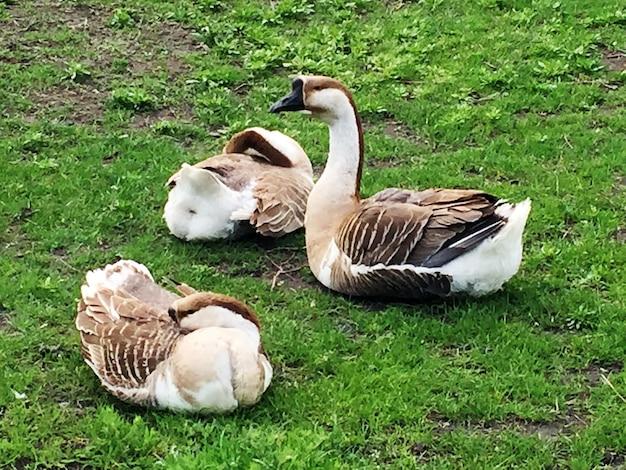 What is the female word for Gander? 
