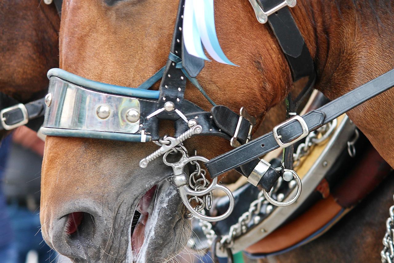 What is the horse leash called? 