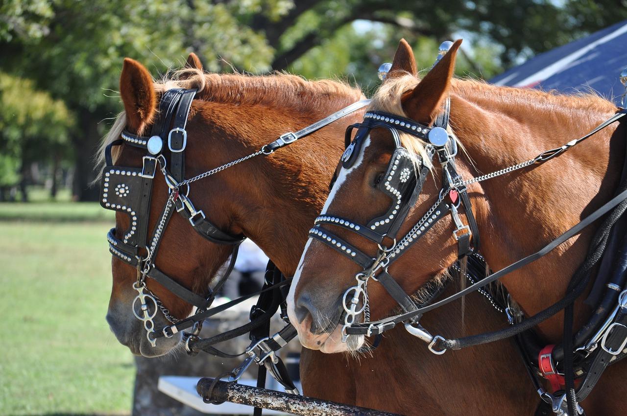 What is the horse leash called? 