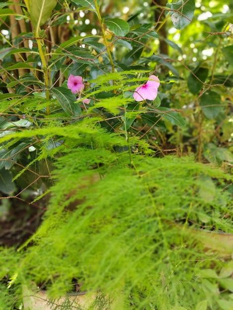 What is the lifespan of a rosemary plant? 