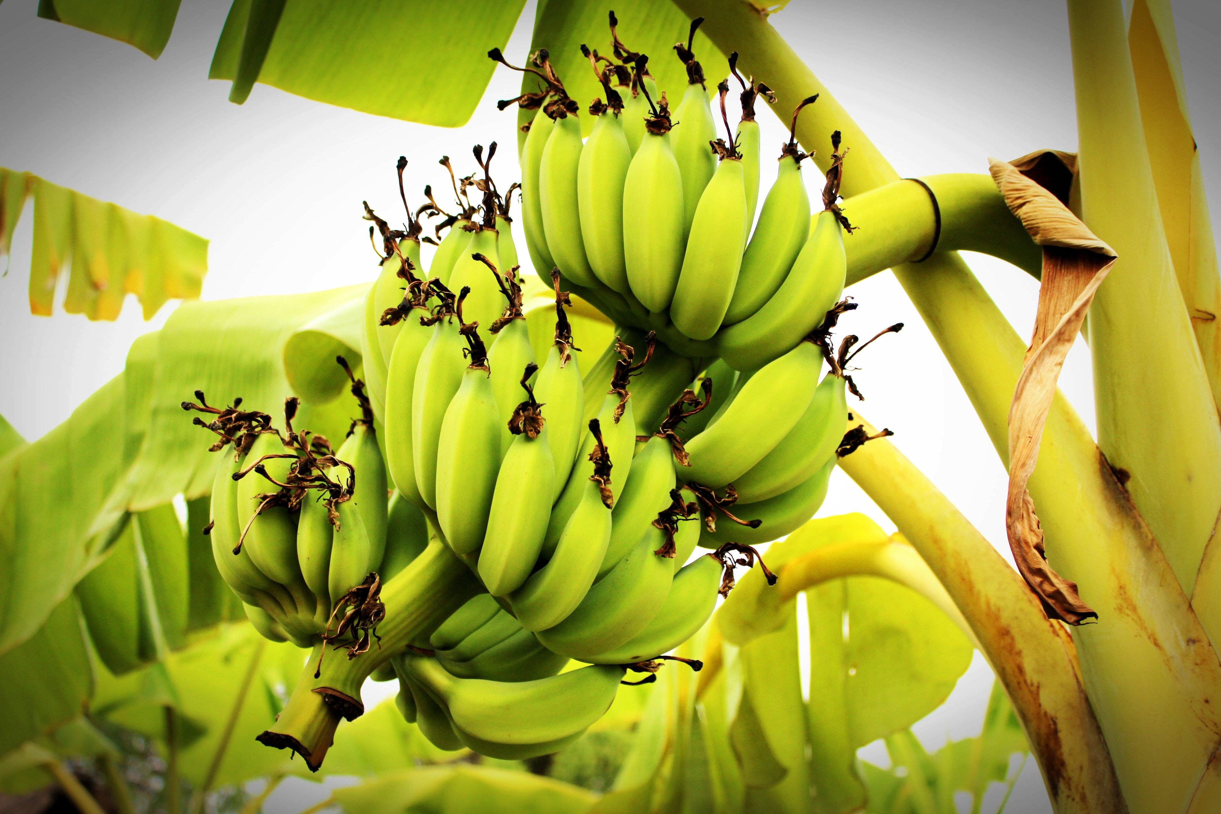 What is the main function of starch in plants? 