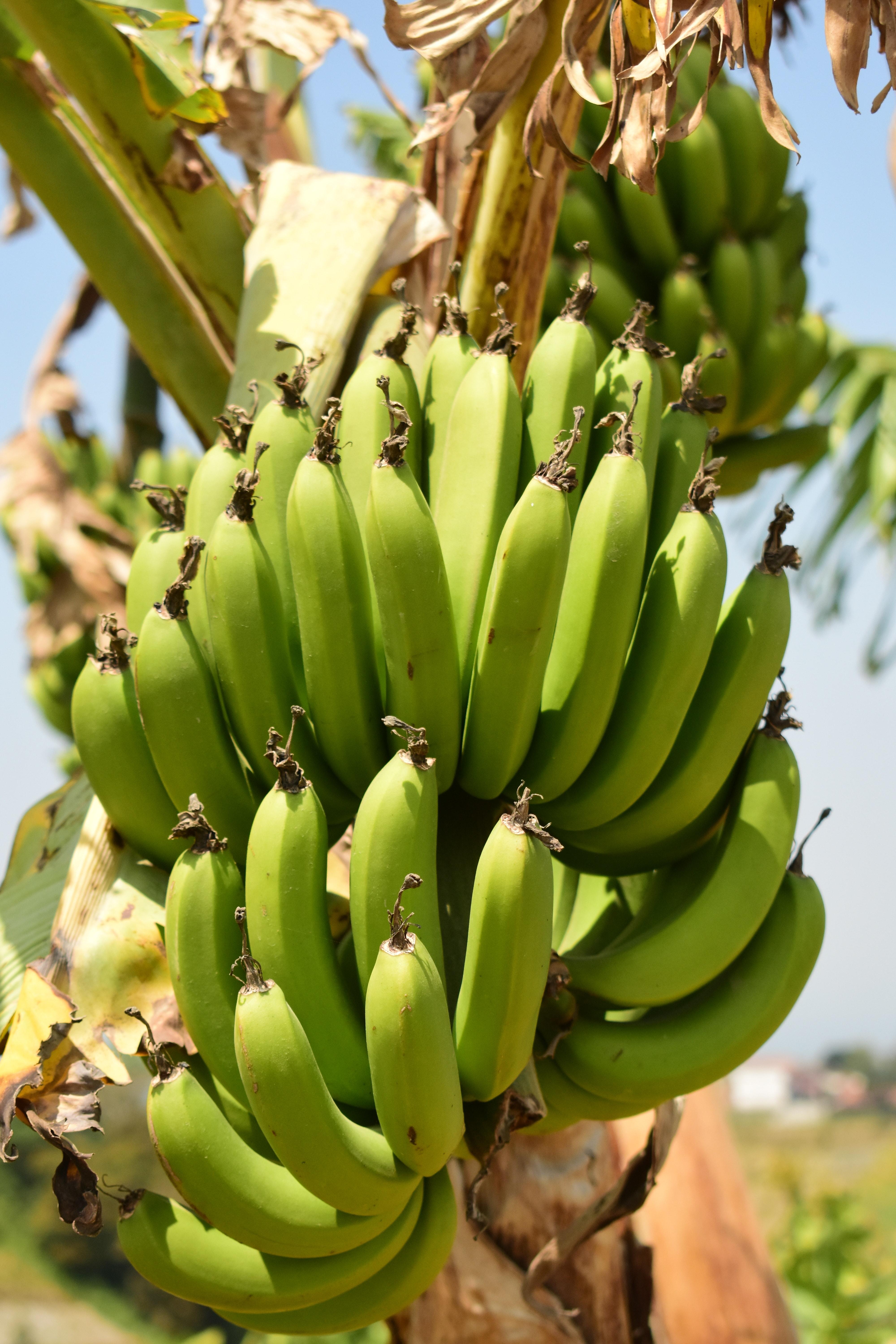 What is the main function of starch in plants? 