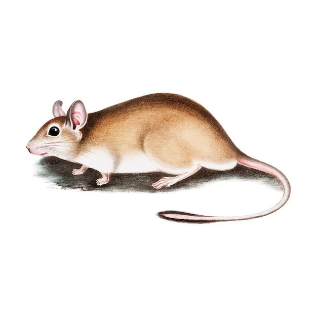 What is the role of mice in the tourism industry? 