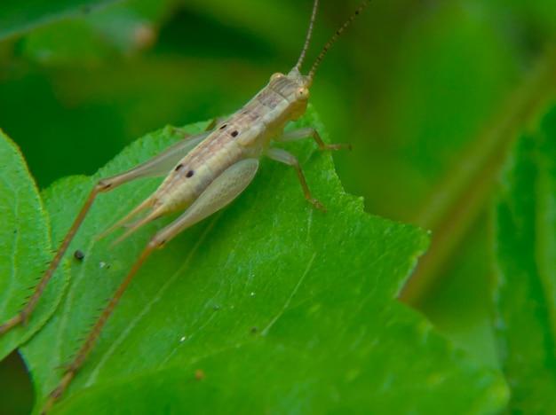 What is the trophic level of a grasshopper? 