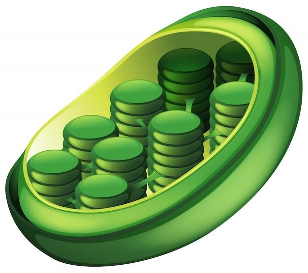 What is the use of chloroplast in our daily life? 