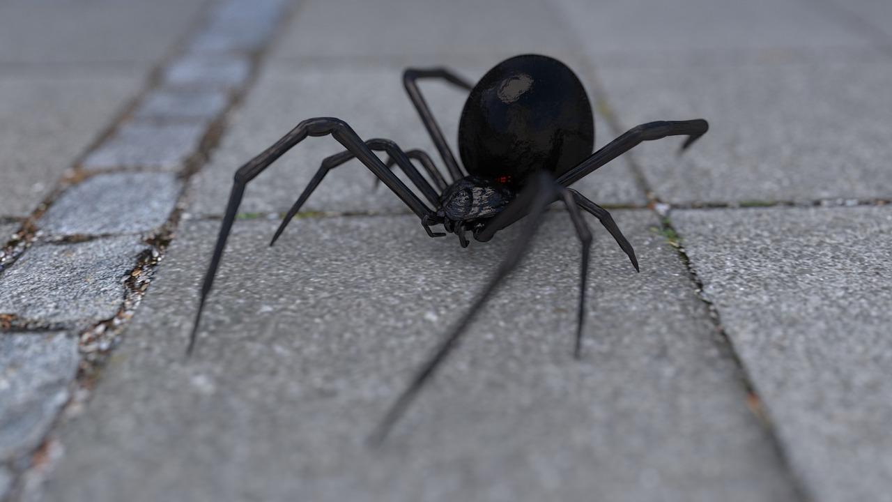 What kills black widows instantly? 