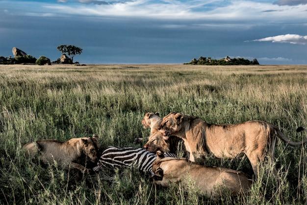 What kind of animals eat zebras? 
