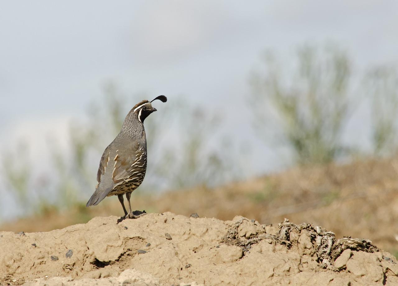 What kind of sand do you use for quail? 
