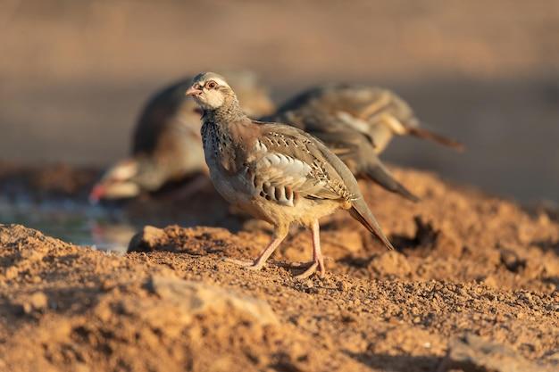 What kind of sand do you use for quail? 