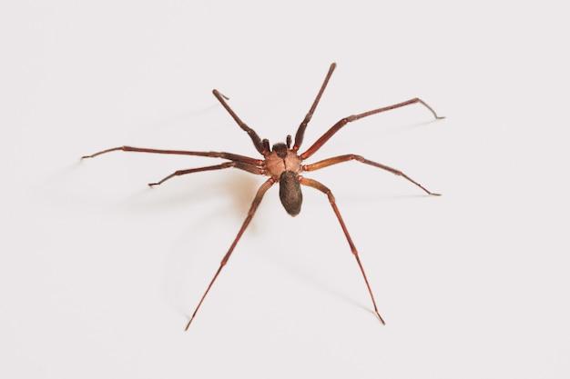 What kind of spider is brown and fuzzy? 