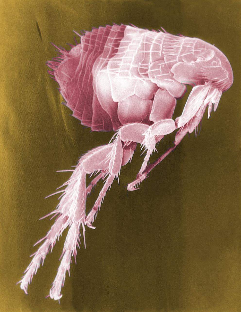 What looks like a flea but has wings? 