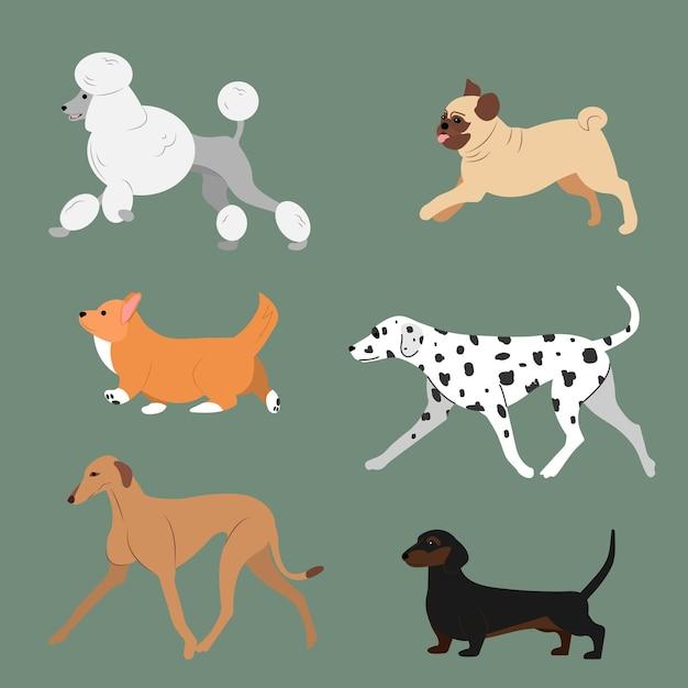 What is the difference between a hound and a poodle? 