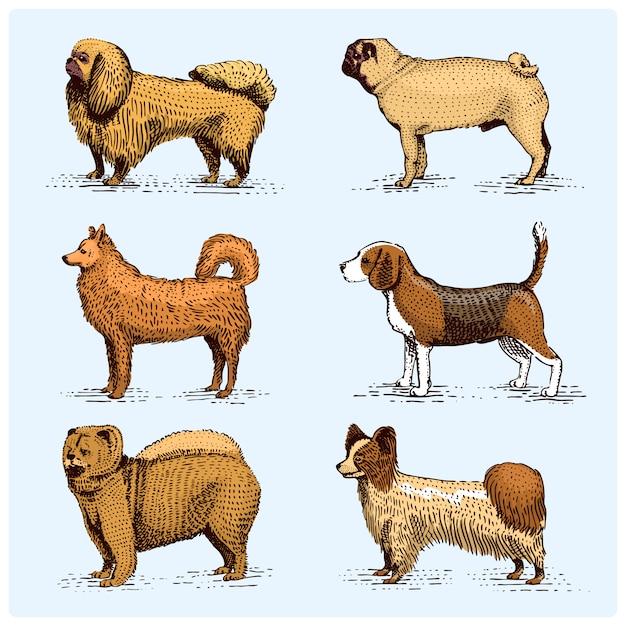 What is the difference between a hound and a poodle? 