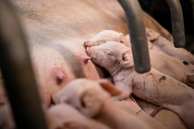 What male animals do not have nipples? 