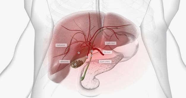 What percentage should your gallbladder be working? 