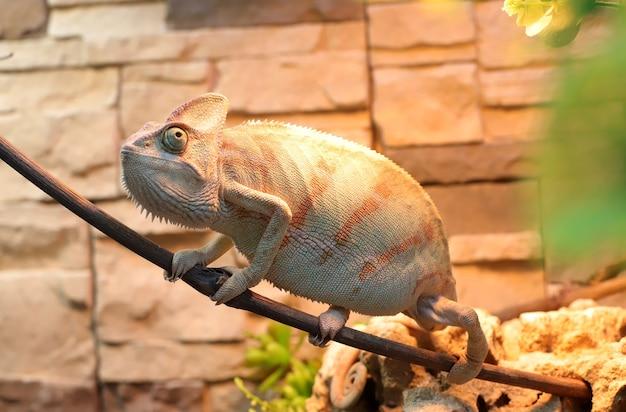What reptile does not need a heat lamp? 