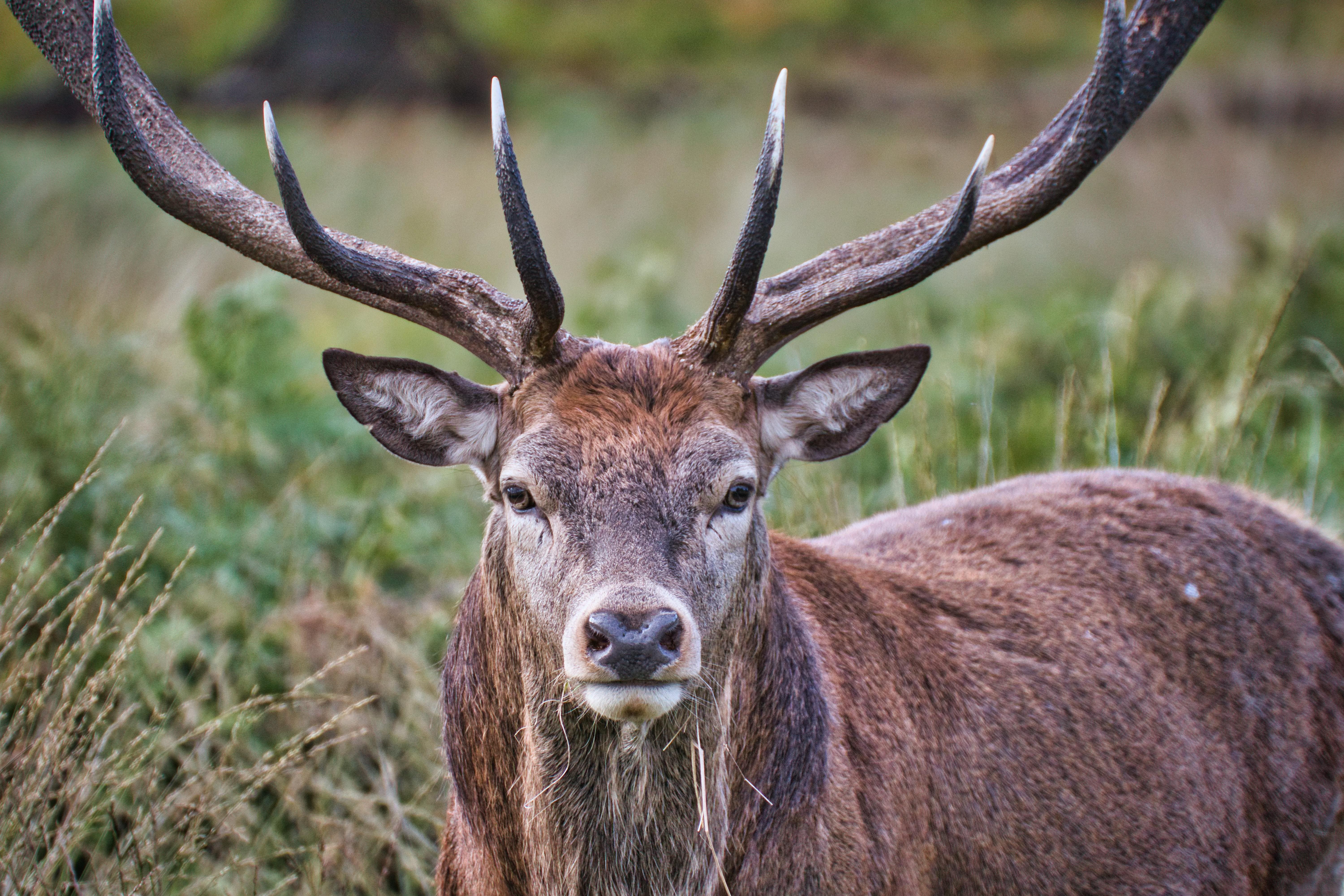 What is the difference between Rocky Mountain elk and Roosevelt elk? 