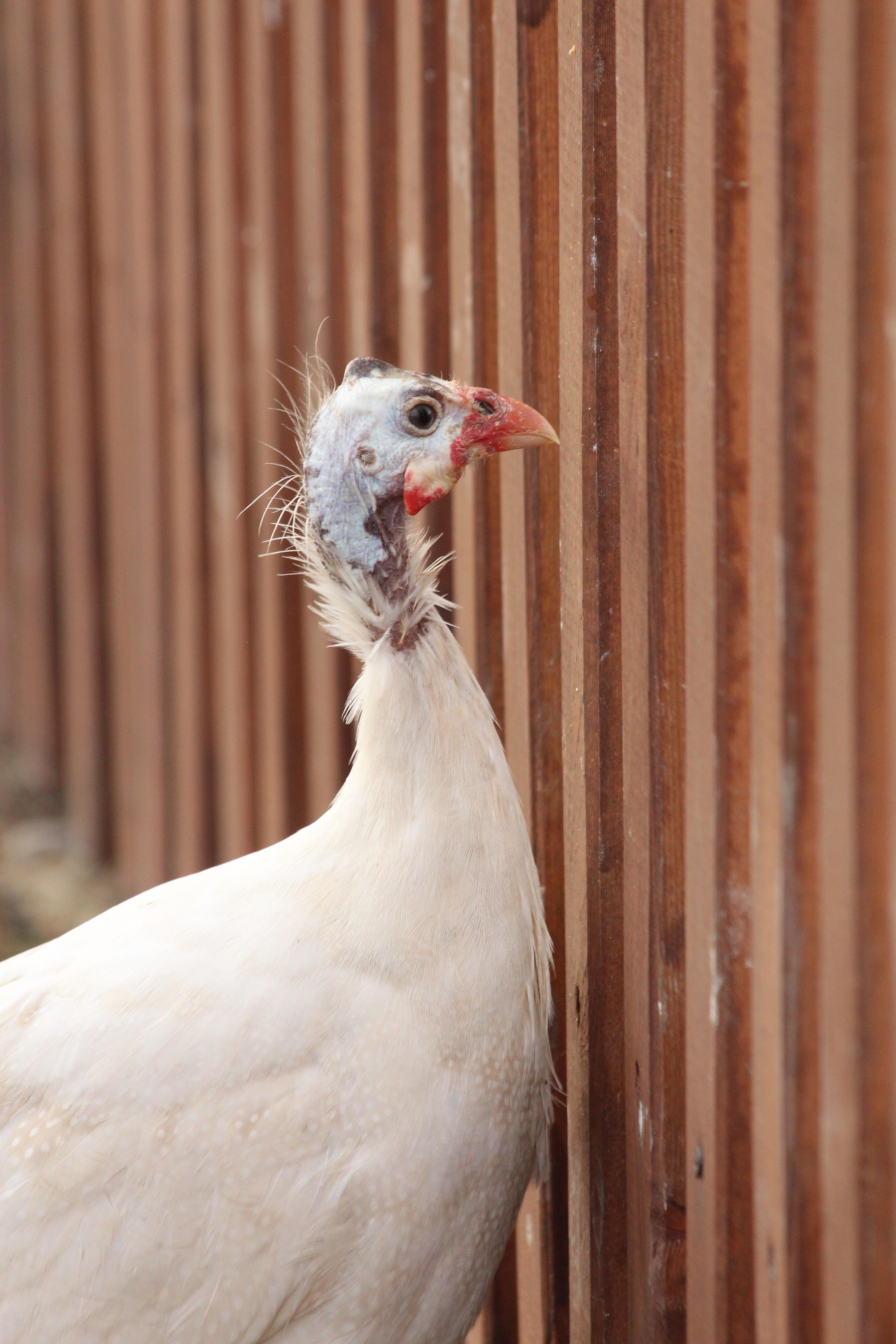 What sound does a female guinea fowl make? 