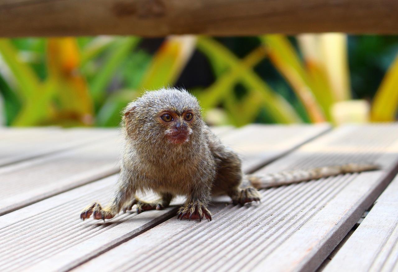 What states is it legal to have a finger monkey? 