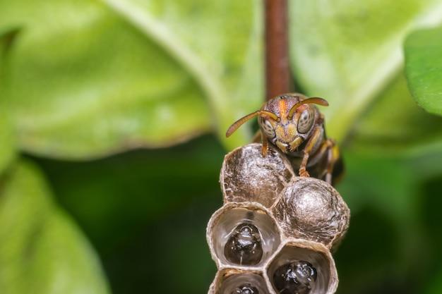 What temperature will kill fly eggs? 