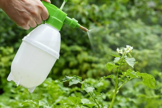 What do I do after spraying weed killer? 