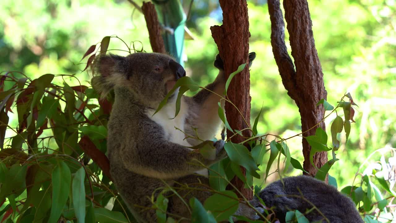 What type of food do koalas eat? 
