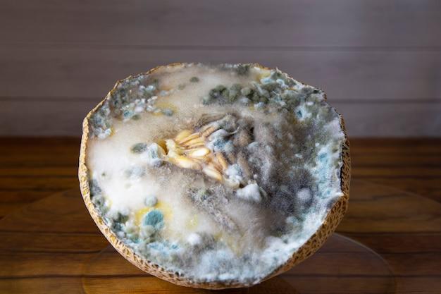 What type of food grows mold the fastest? 