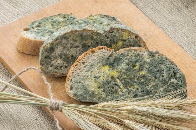 What type of food grows mold the fastest? 