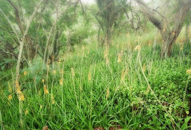 What type of grass is in the rainforest? 