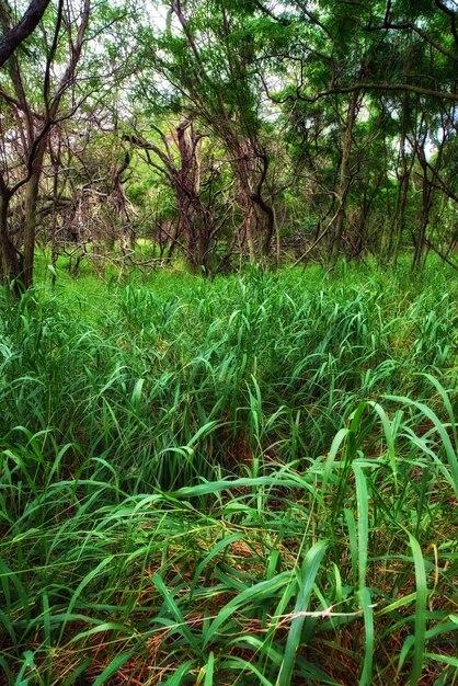 What type of grass is in the rainforest? 