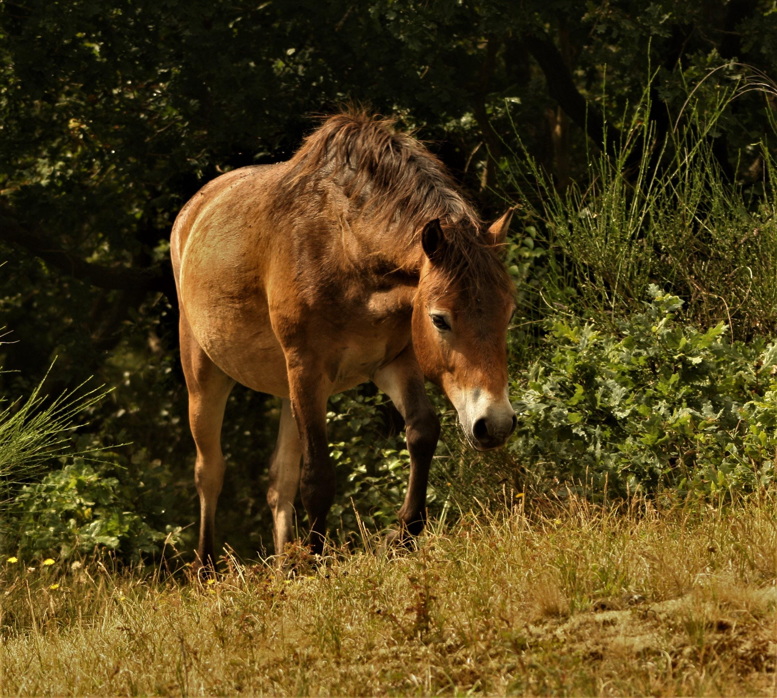 What type of horse was Scout? 