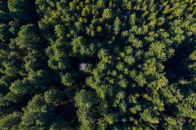What type of natural vegetation covers most of Canada? 