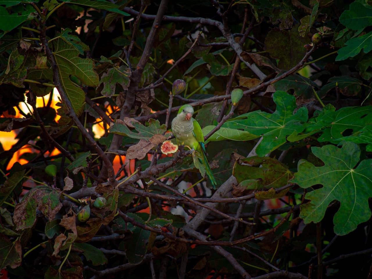 What wild animals eat figs? 