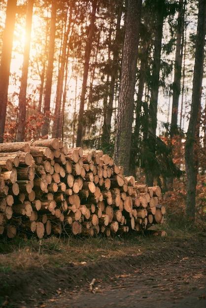 What will happen if all the forests disappear? 