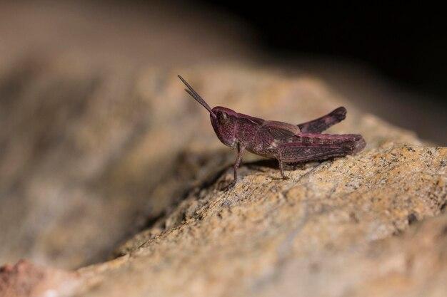 What would happen if all the grasshoppers died? 