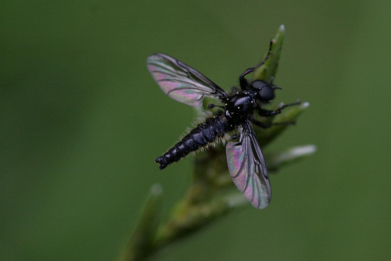 What does it mean when gnats fly around you? 