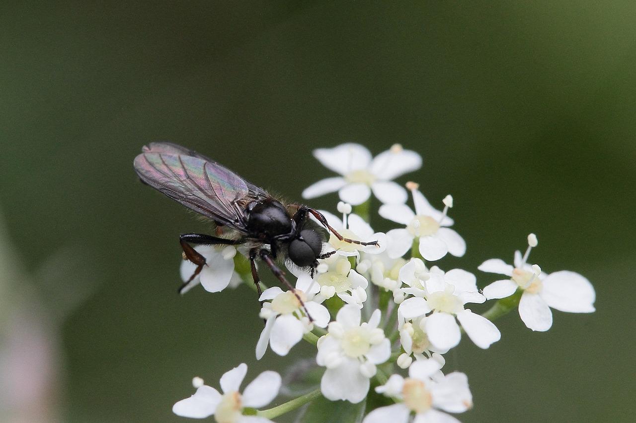 What does it mean when gnats fly around you? 