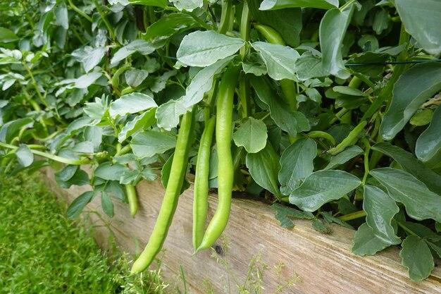 Where are most lima beans grown? 