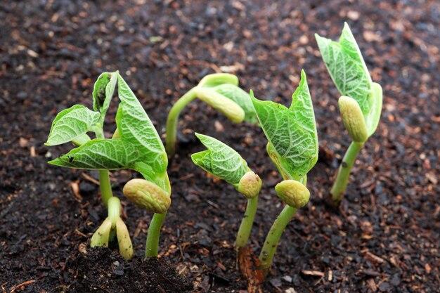 Where are most lima beans grown? 