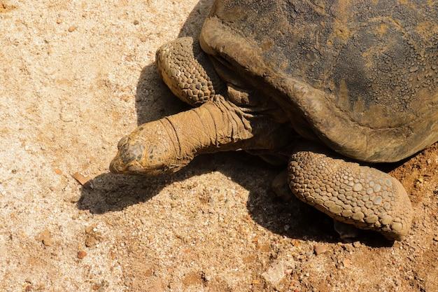Where do desert tortoises get water? 