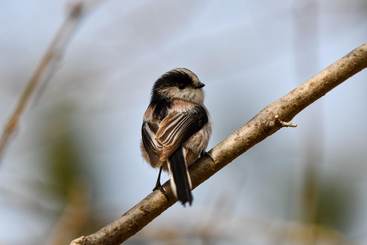 Where does birds get their energy from? 