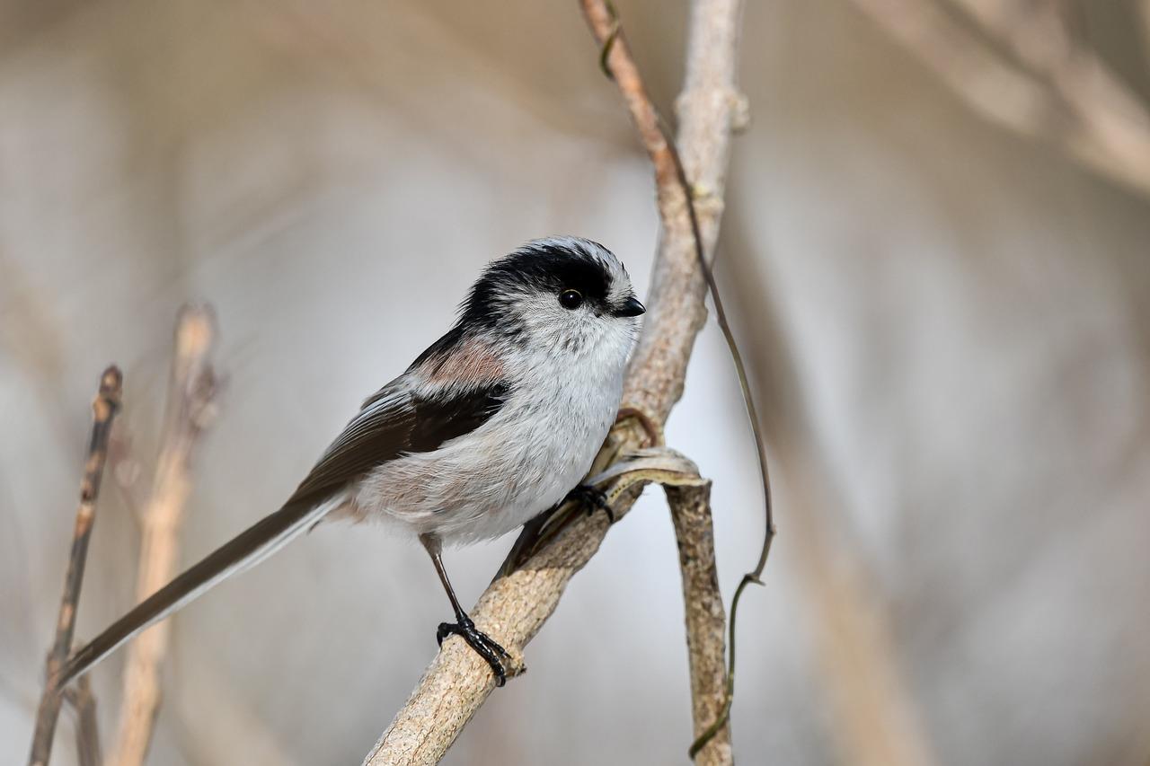Where does birds get their energy from? 